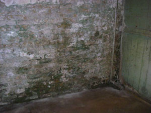 Mold and Mildew in Basement Home Inspection | House Detective | Southeast Wisconsin